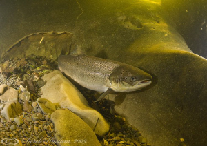 Wild Salmon. River Lune. D3, 16mm. by Derek Haslam 